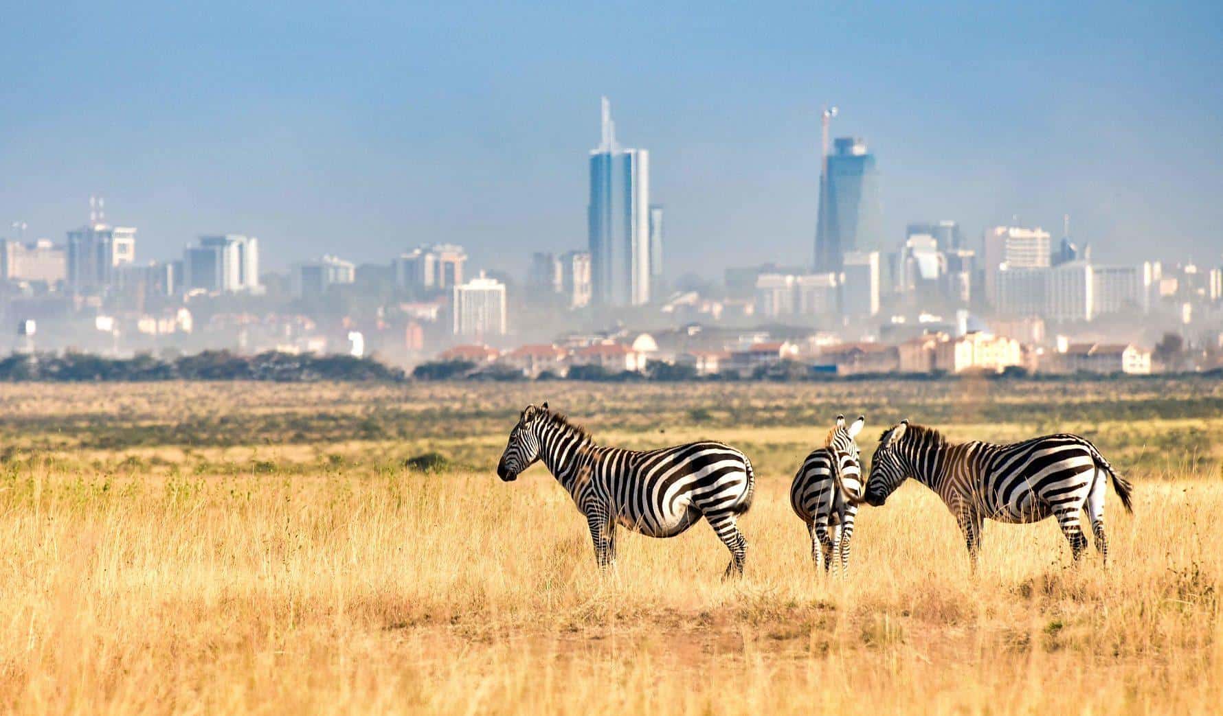 Nairobi zebra park