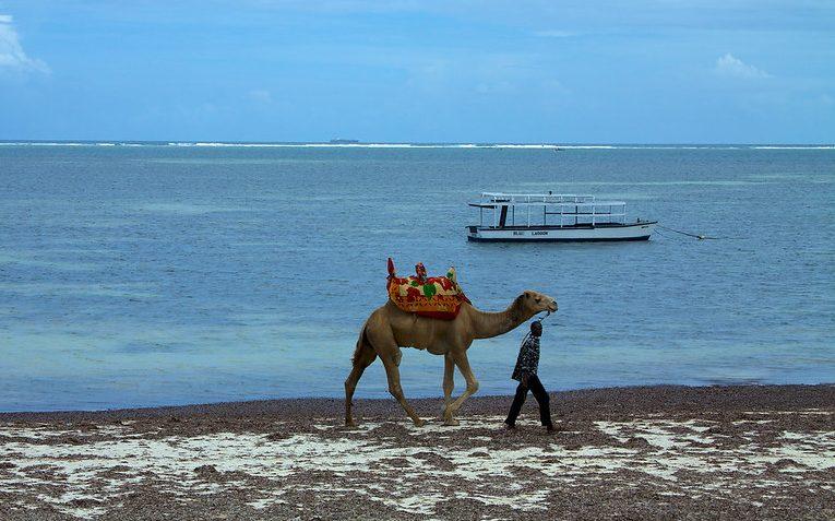 mombasa camel beach sea