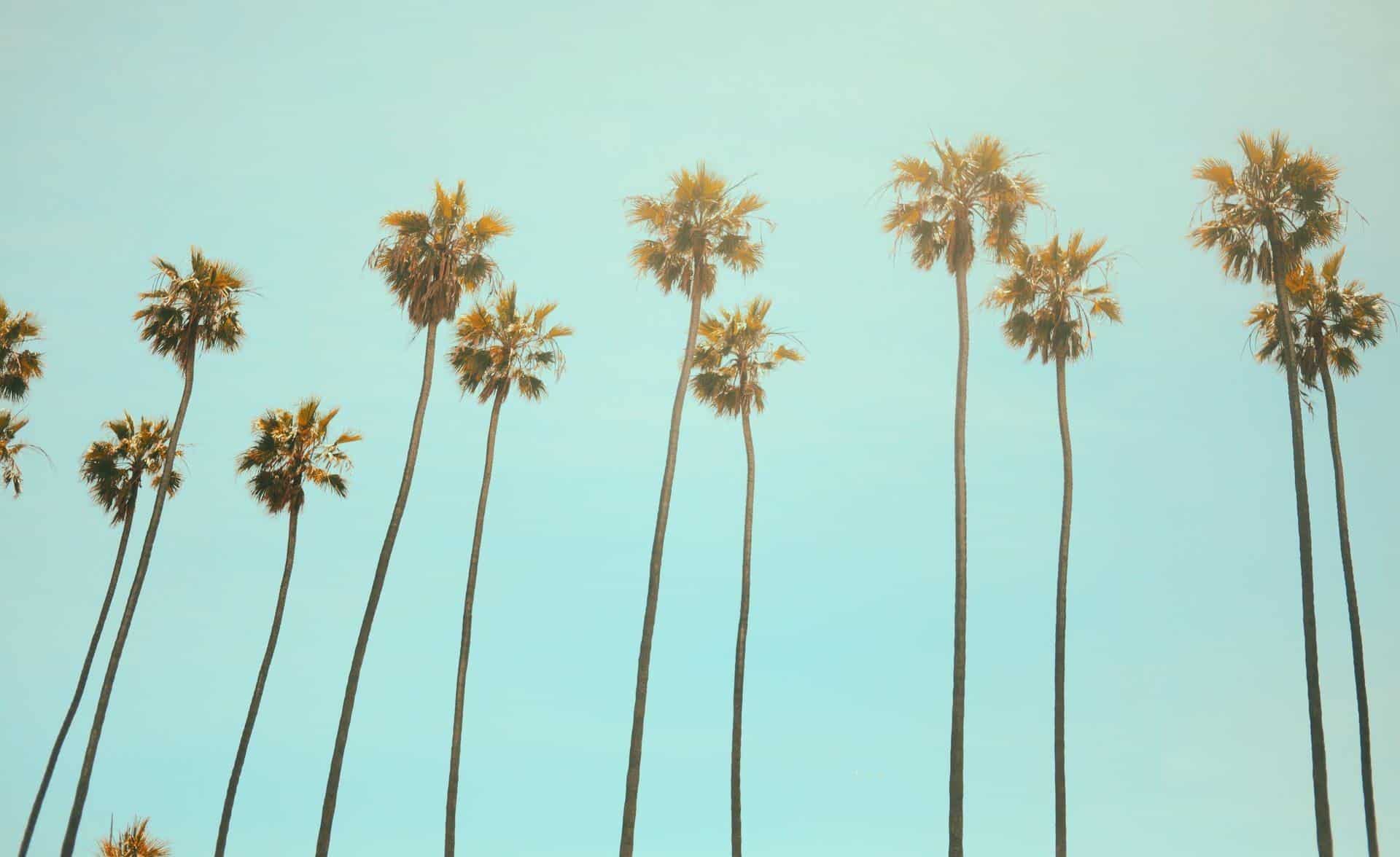 california united states palms