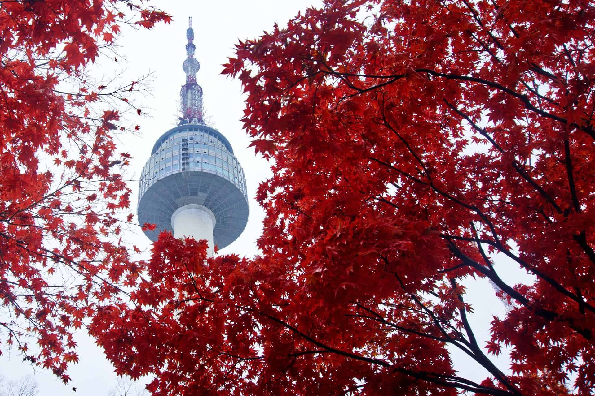seoul tower red trees
