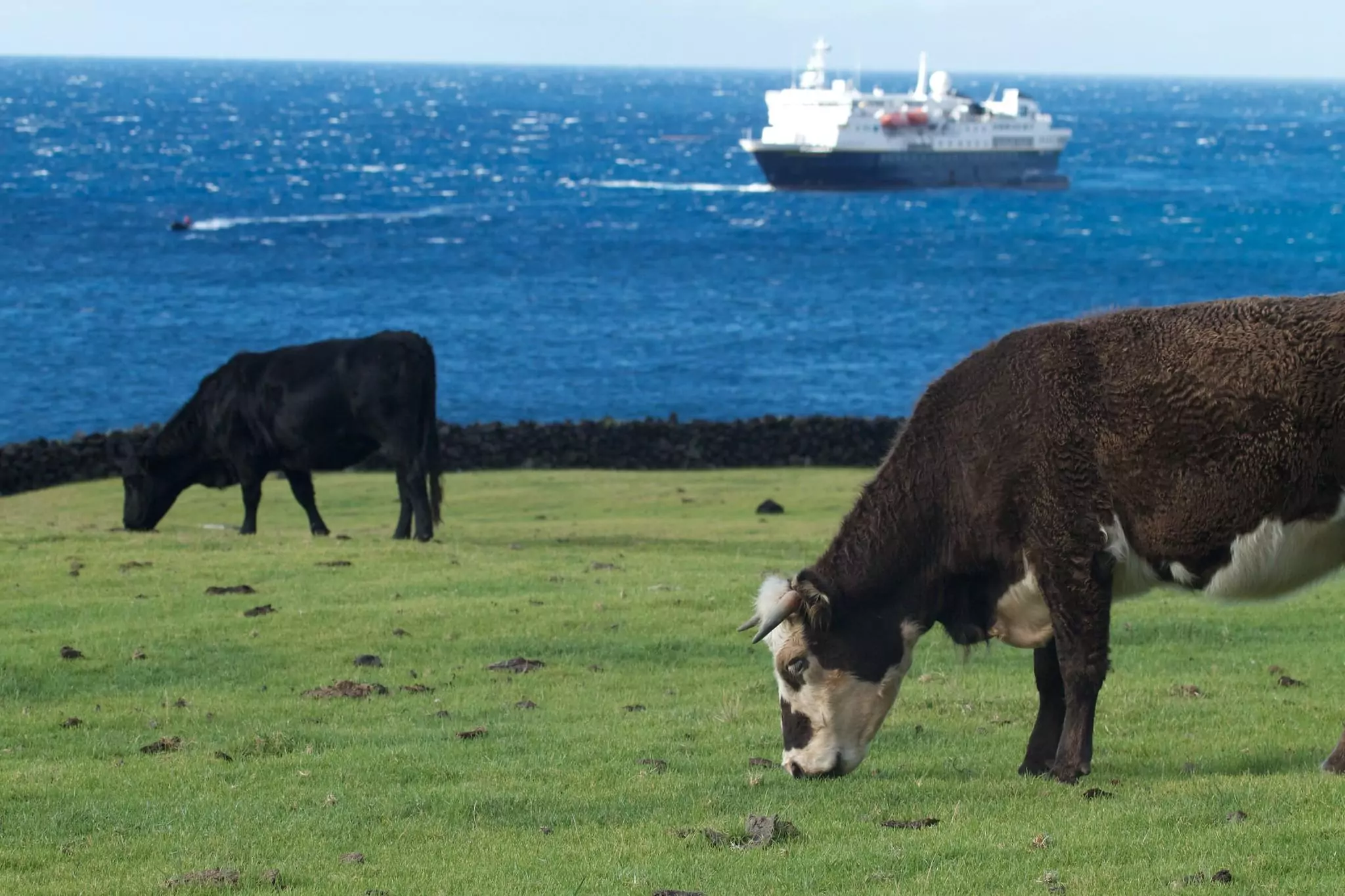 tristan da cunha cows