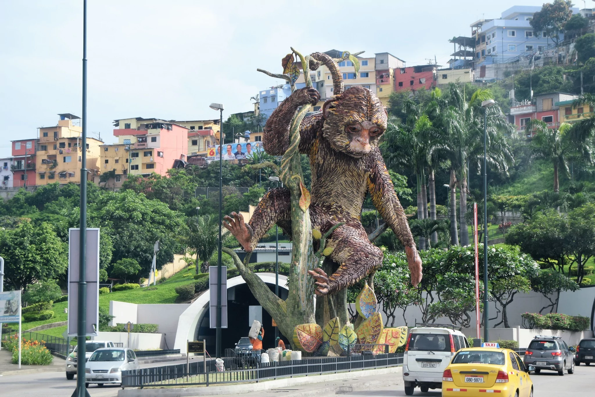 guayaquil ecuador mono machin