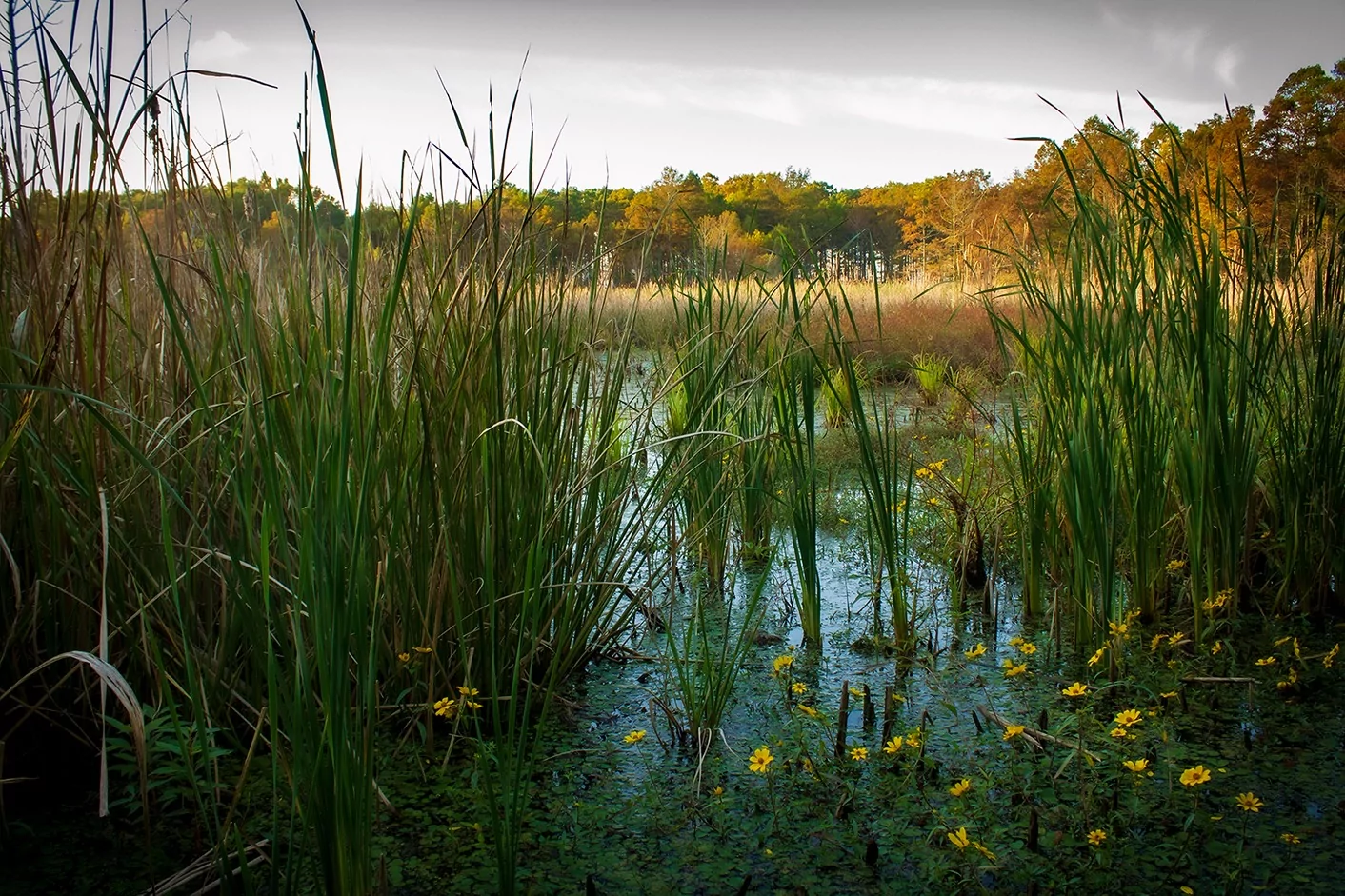 north carolina usa mattamuskeet national wildlife refuge reed banks