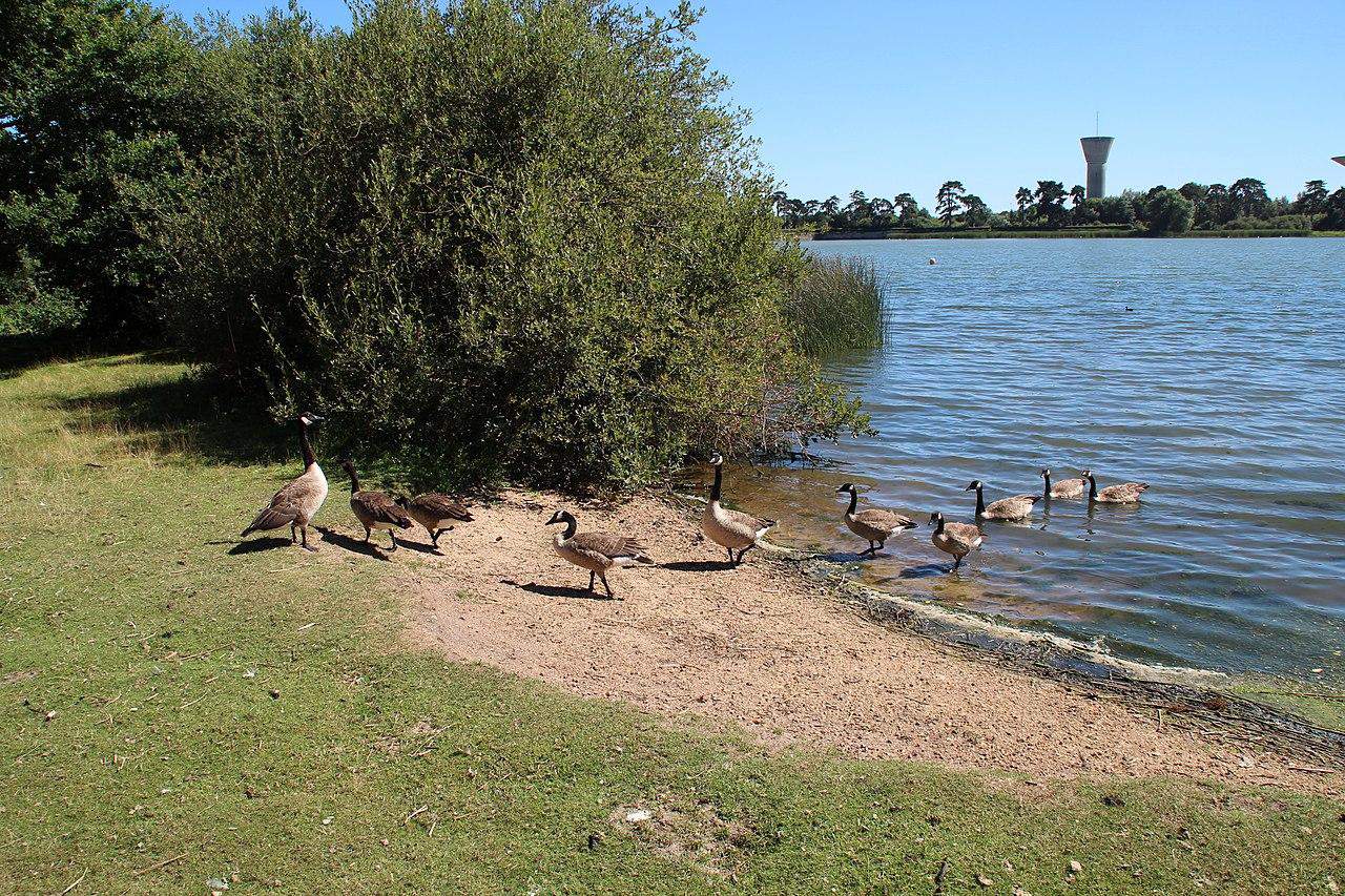 paris france leisure base natural reserve ducks
