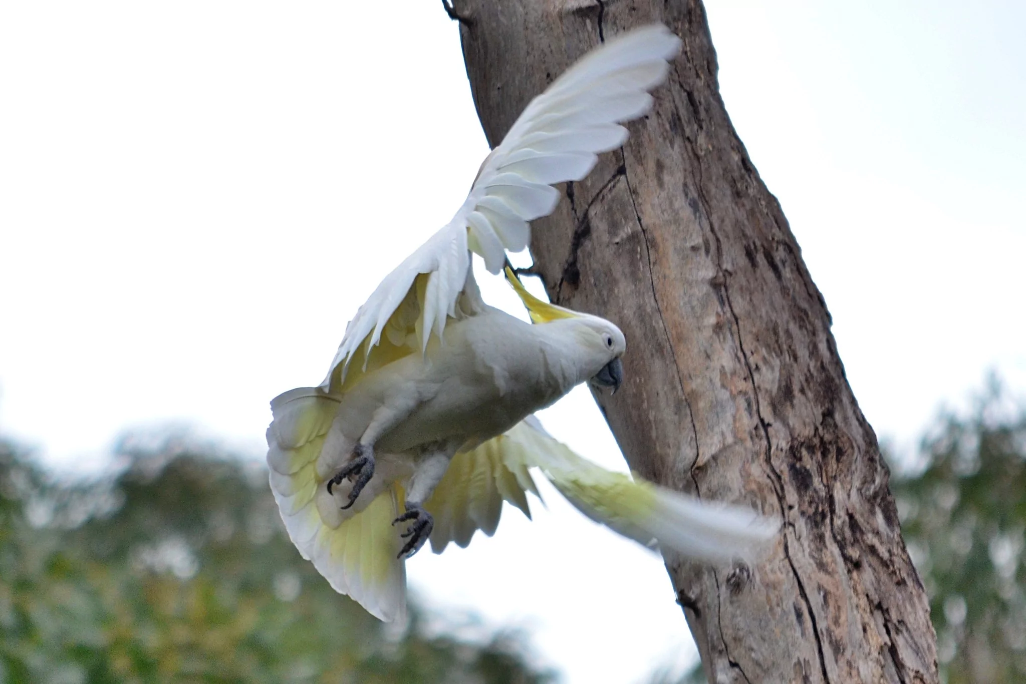 sydney australia cockatoo lane cove national park
