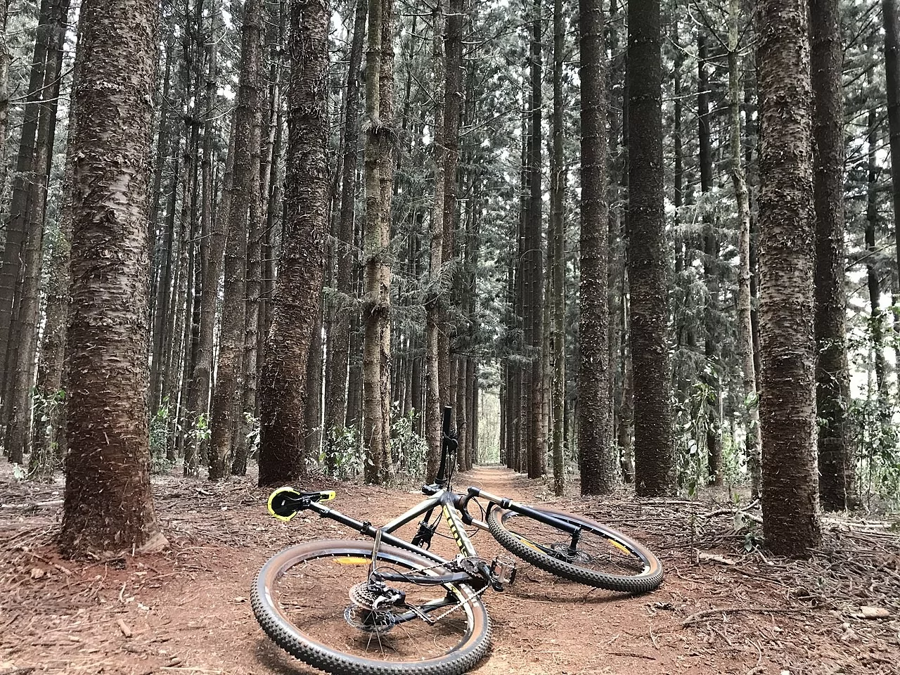 nairobi kenya karura forest bicycle