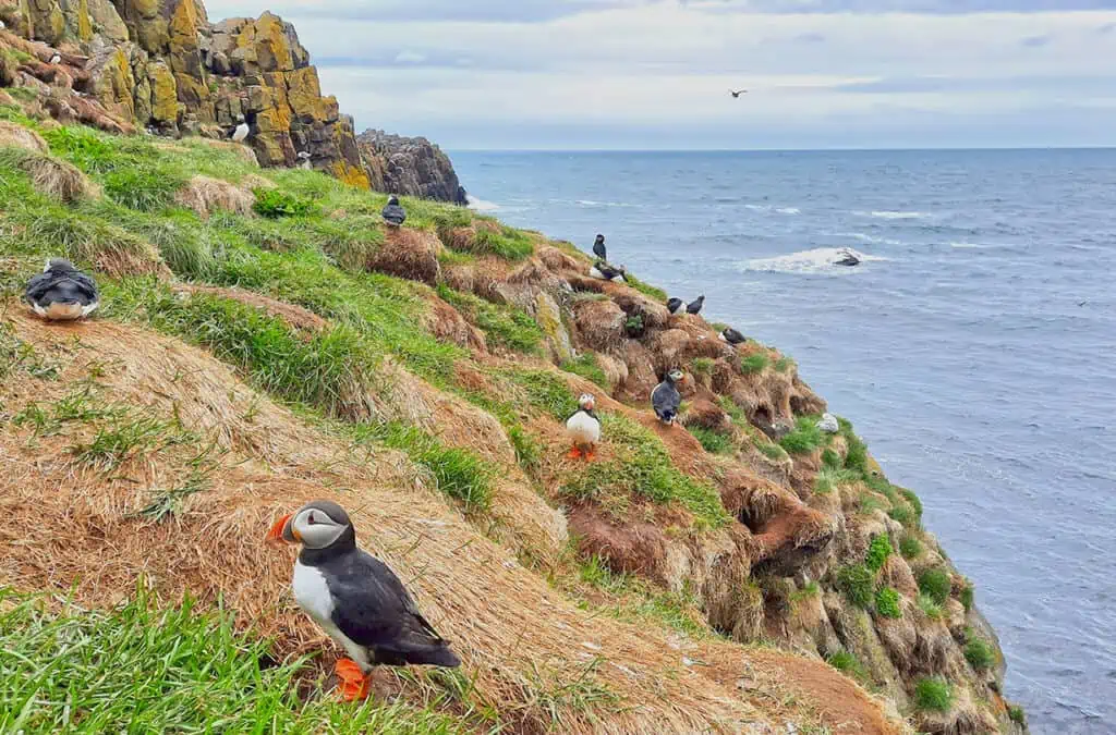 iceland puffin marina nesting