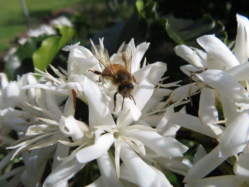 coffee blossom bee
