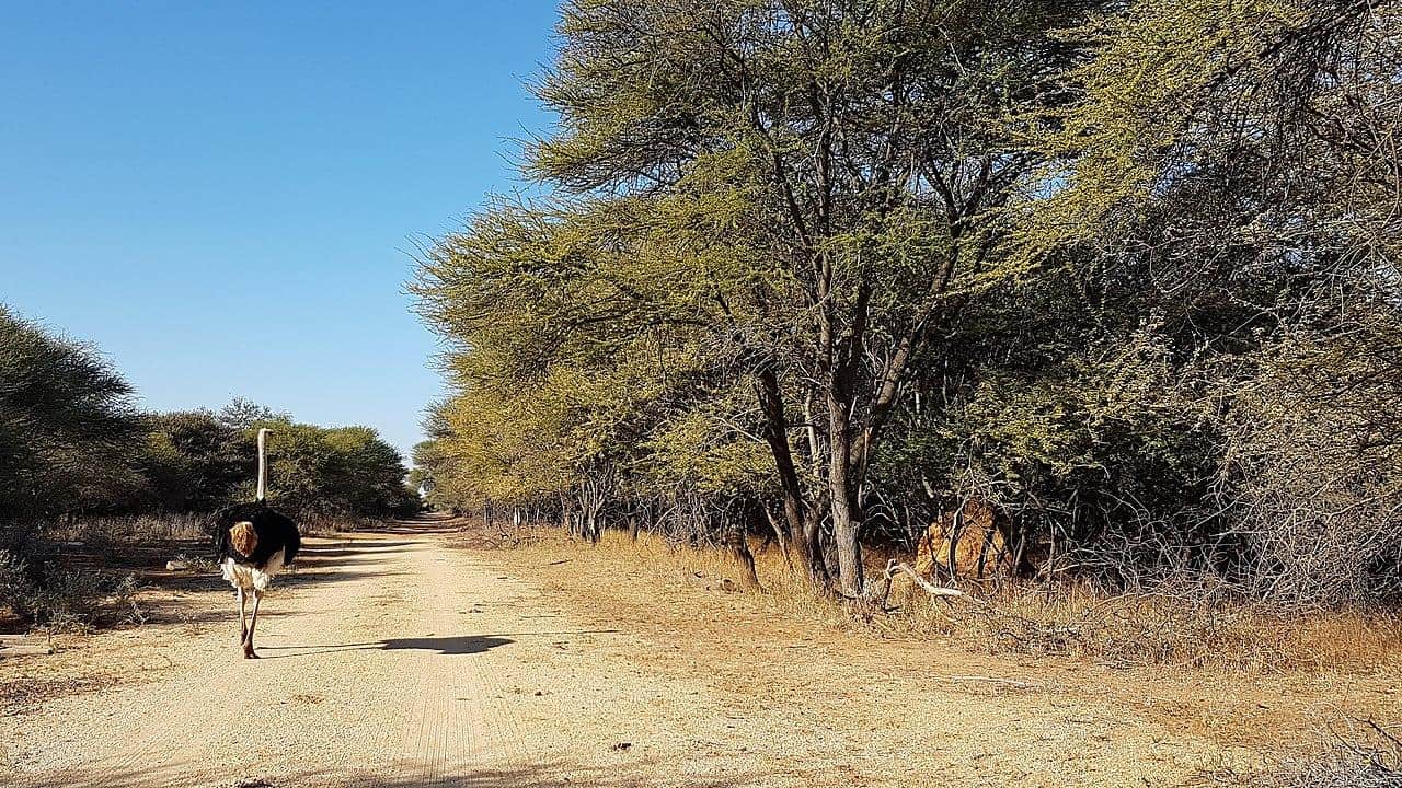 gaborone botswana game reserve