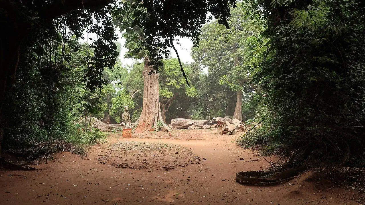 sacred forest kpasse ouidah benin trees
