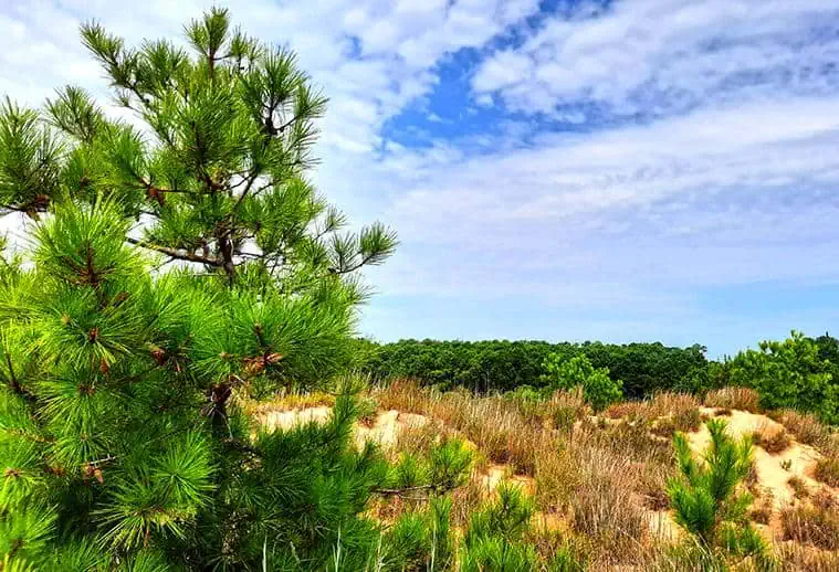 run hill nature preserve north carolina us tree dune