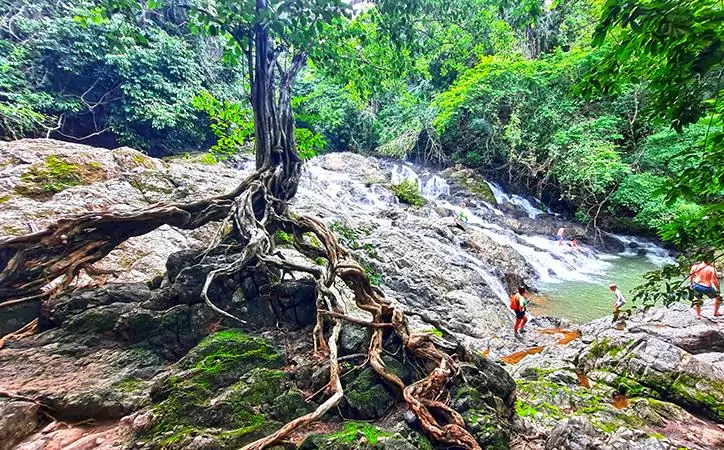costa rica montezuma waterfall tree roots