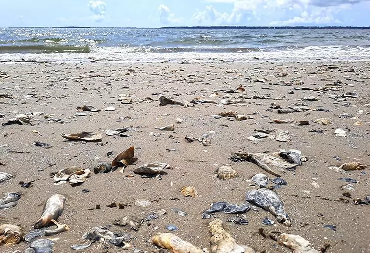 hog island charleston south carolina us beach shells