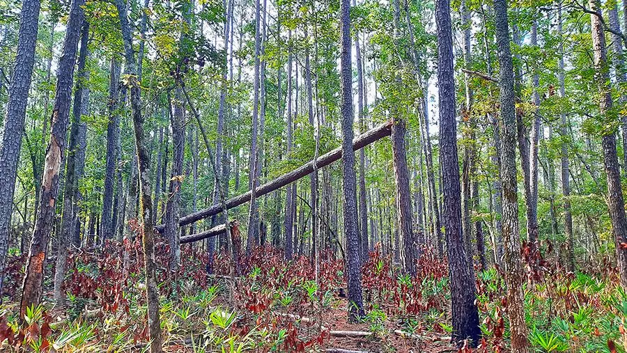 goose creek north carolina us fallen tree
