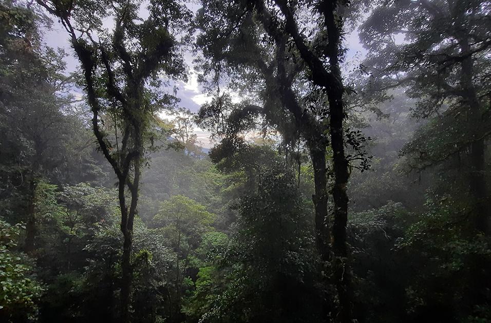 heliconias rainforest costa rica jungle view