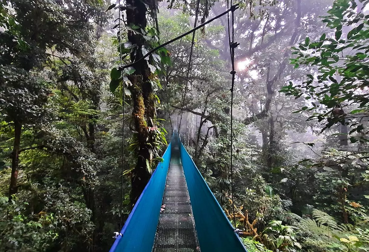 heliconias rainforest costa rica suspension bridge