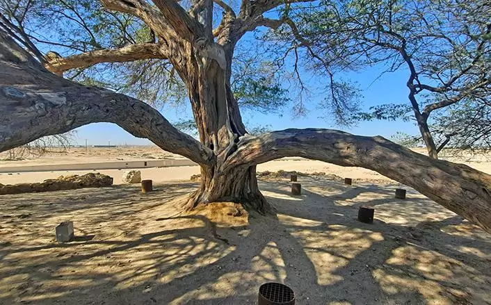 tree of life bahrain 7