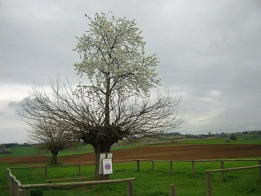 Casorzo Double tree Bialbero di Casorzo