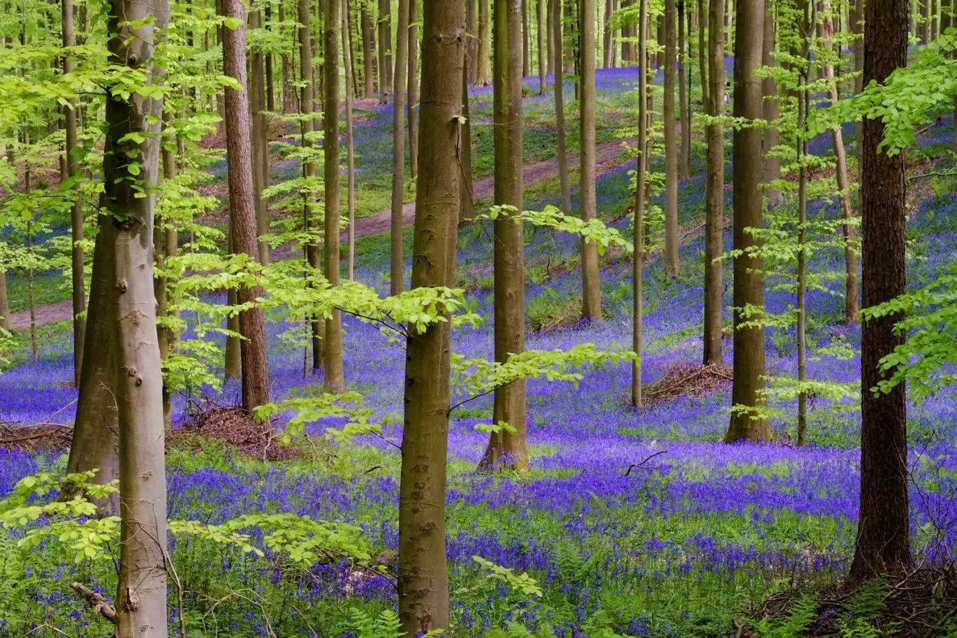 Hallerbos Belgium blue forest bluebell flowers 8