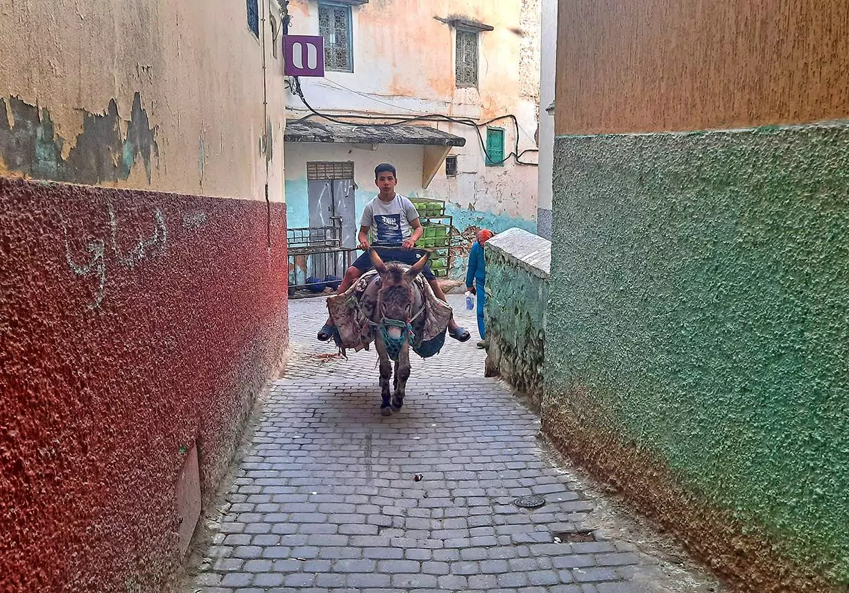 Moulay Idriss Zerhoun Morocco donkey 21