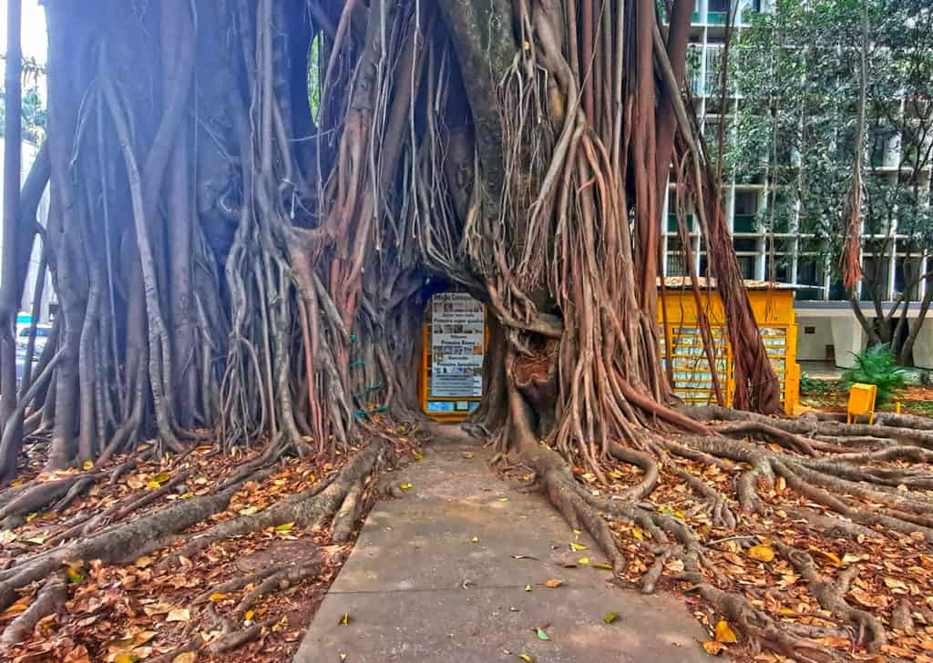 Tunel do Ficus Brasilia Brazil Ficus tunnel tree 1