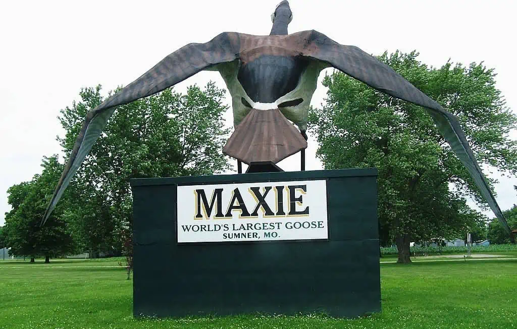 Maxie the World Largest Goose Sumner Missouri US 1