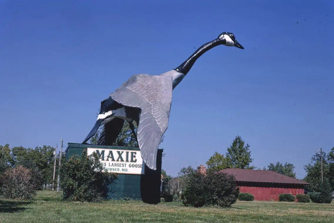 Maxie the World Largest Goose Sumner Missouri US 3