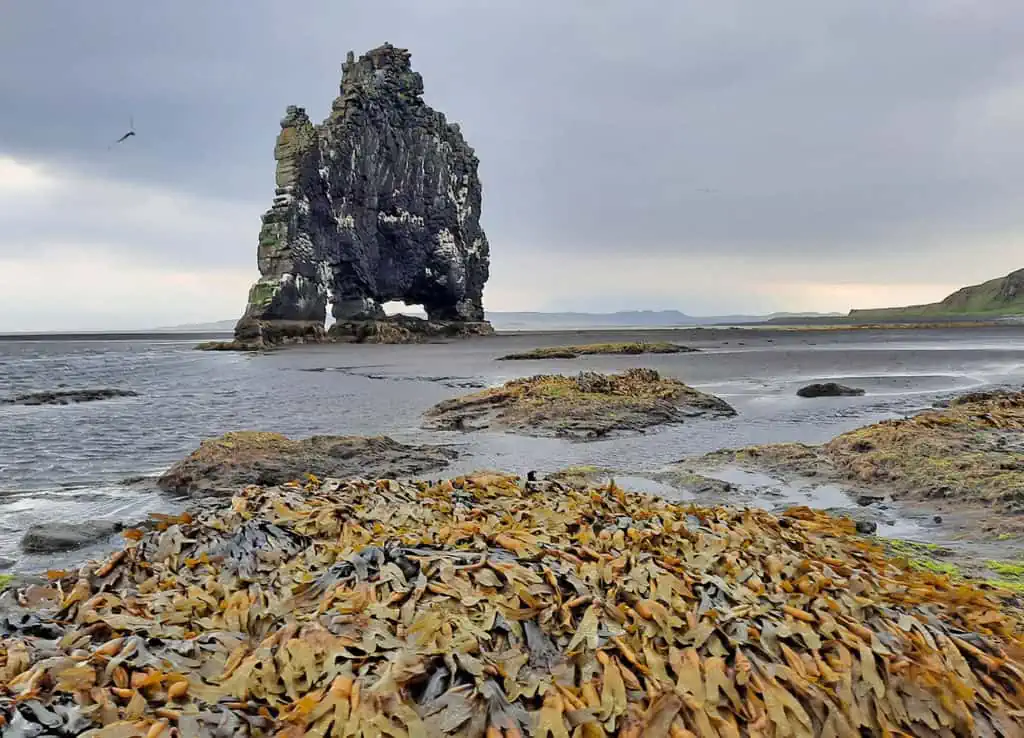 hvitserkur iceland seaweed