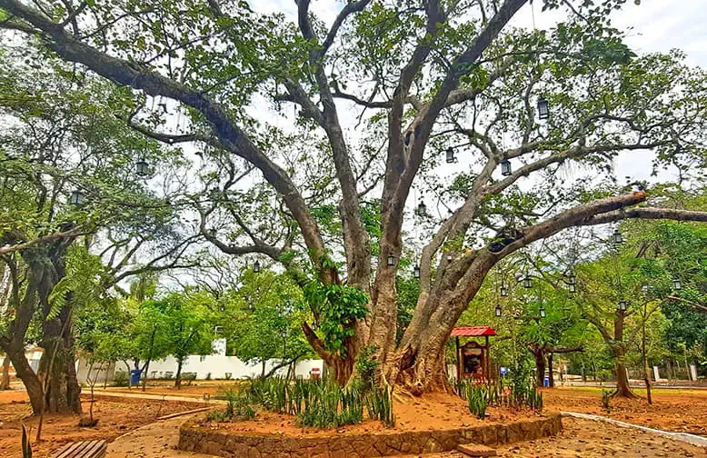 Arbol de la Vida San Bernardino Paraguay 2