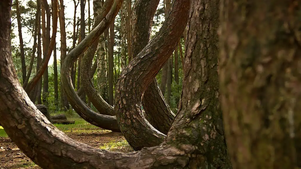 Crooked Forest Nowe Czarnowo Poland 4