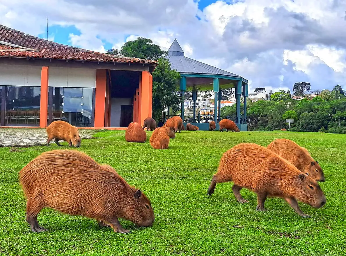 Capybaras Park Parque Barigui Curitiba Brazil 5