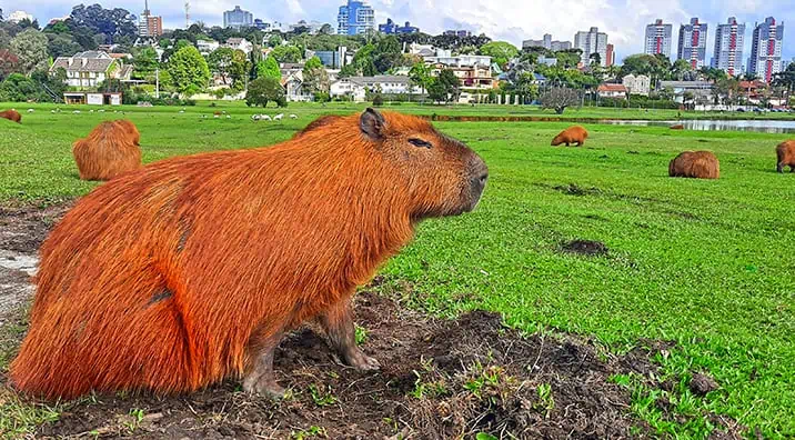 Capybaras Park Parque Barigui Curitiba Brazil 8