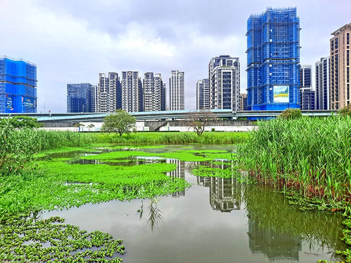 Jiangzicui Scenic Riverside Park Wetlands Taipei Taiwan 5