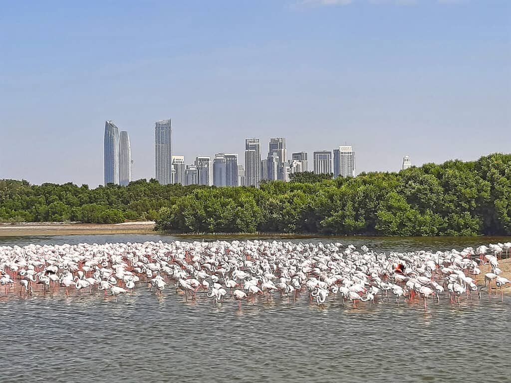 Ras Al Khor Flamingo Sanctuary Dubai United Arab Emirates 8