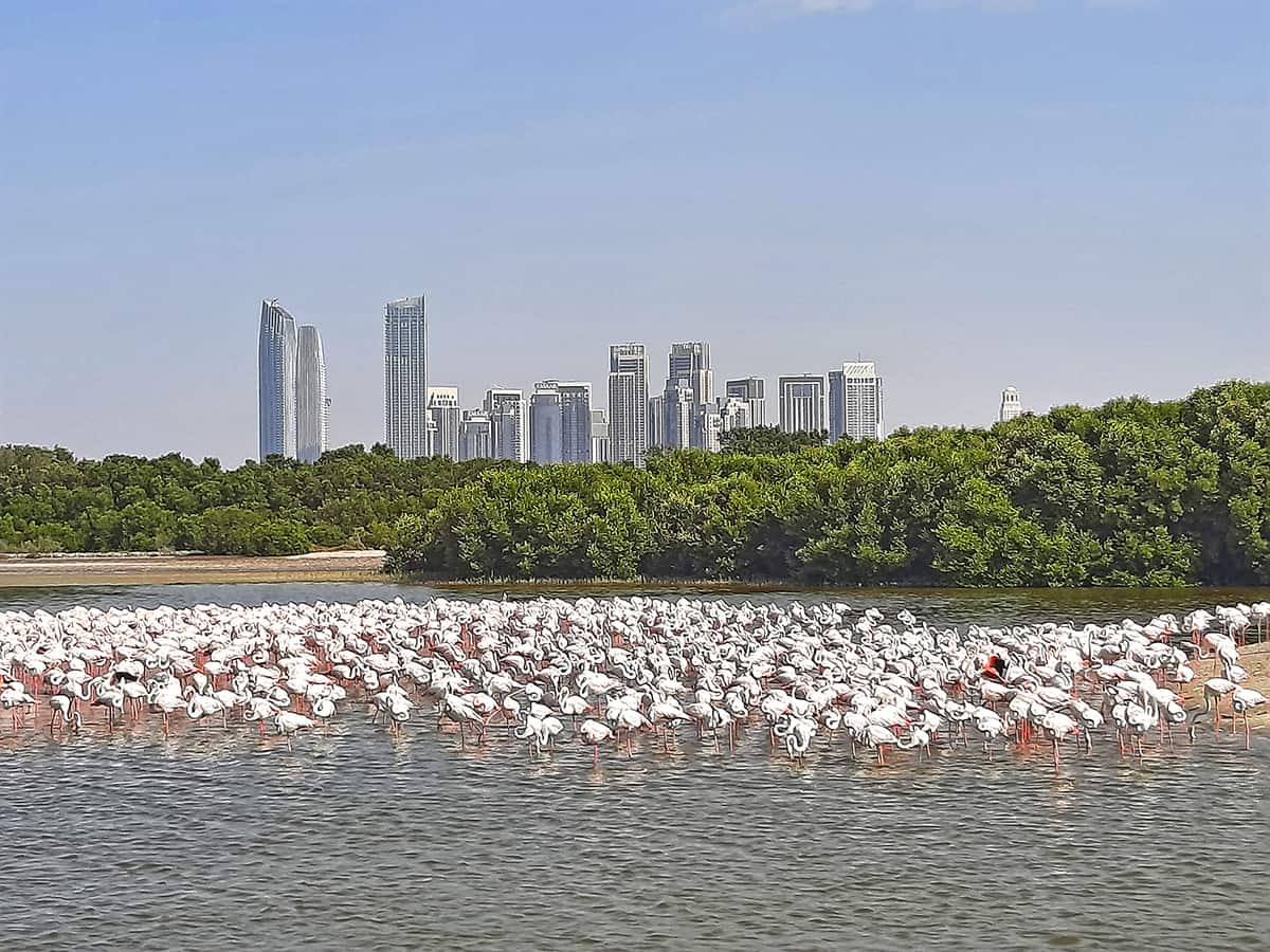 Ras Al Khor Flamingo Sanctuary Dubai United Arab Emirates 8