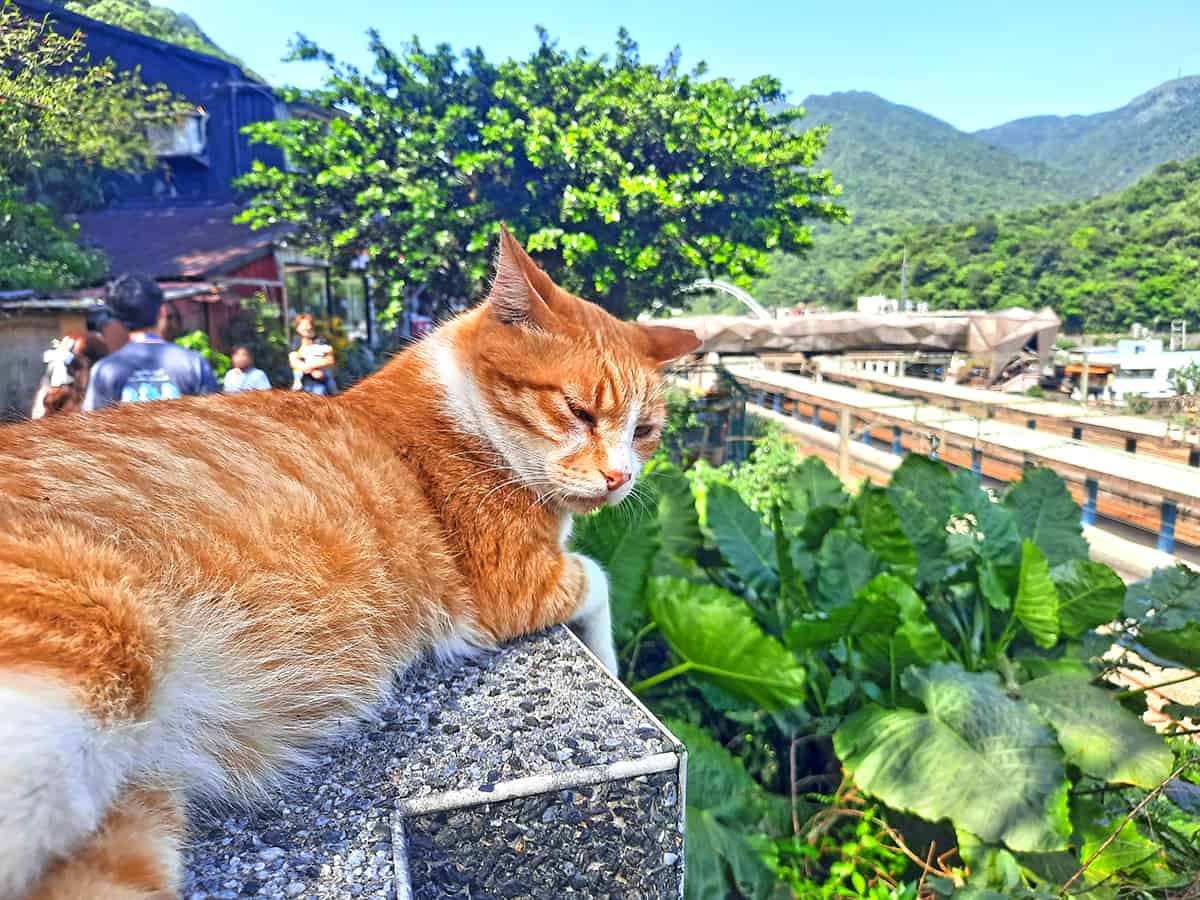 Houtong Cat Village Taiwan 20