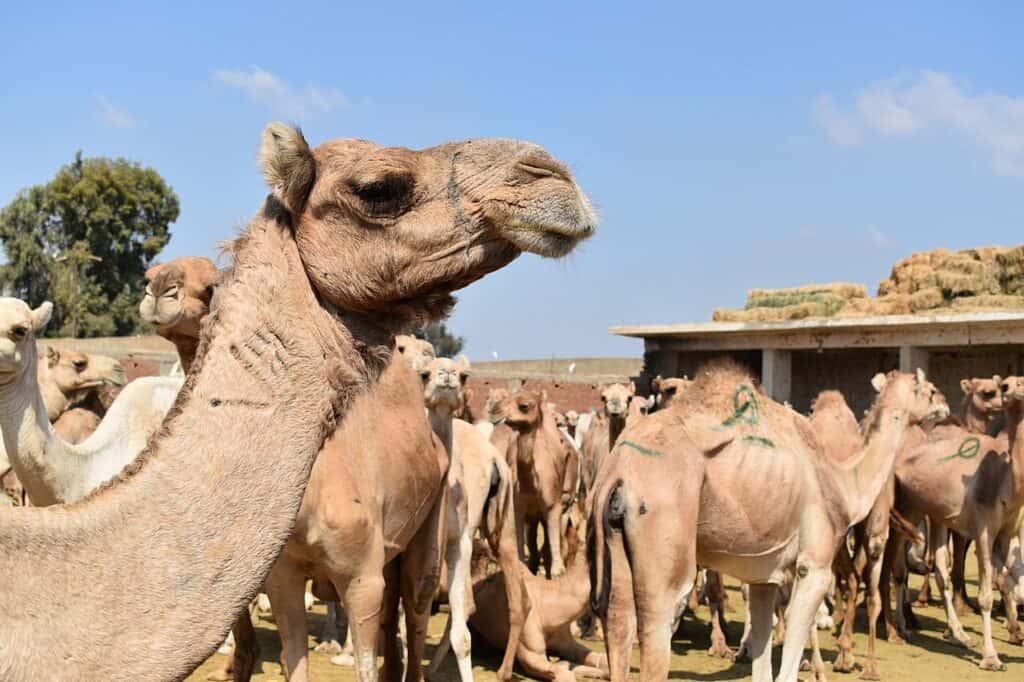 Birqash Camel Market Cairo Egypt 10