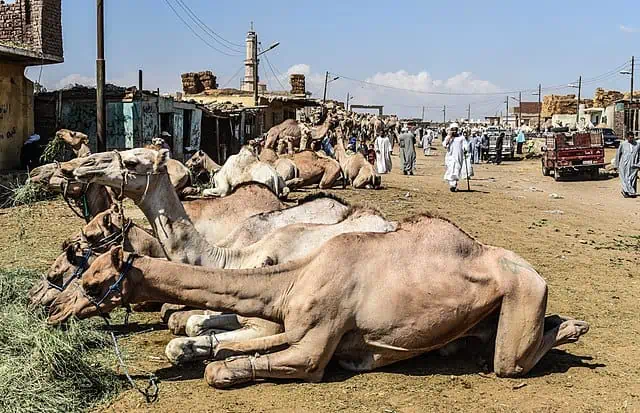 Birqash Camel Market Cairo Egypt 12