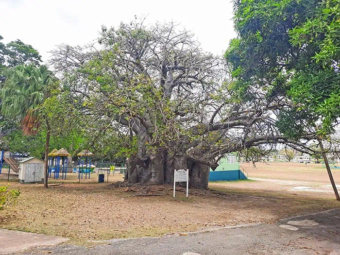 Bridgetown Baobab Tree Barbados 1