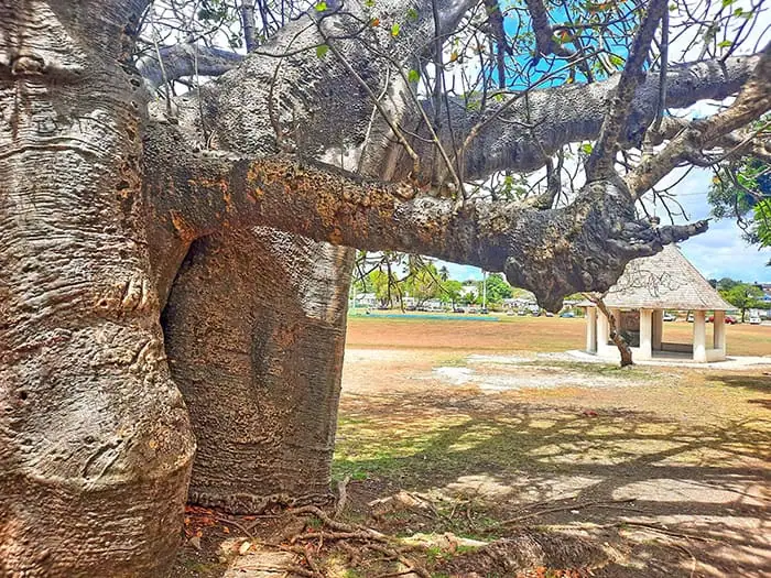 Bridgetown Baobab Tree Barbados 10