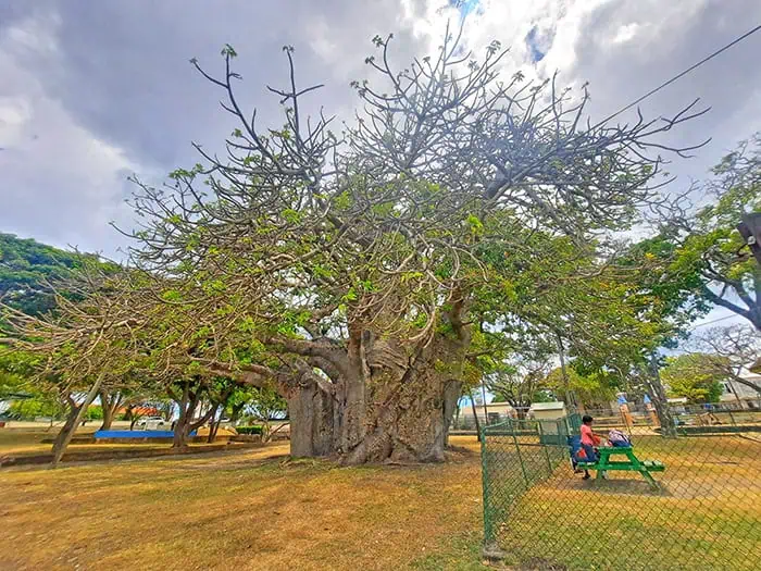 Bridgetown Baobab Tree Barbados 4