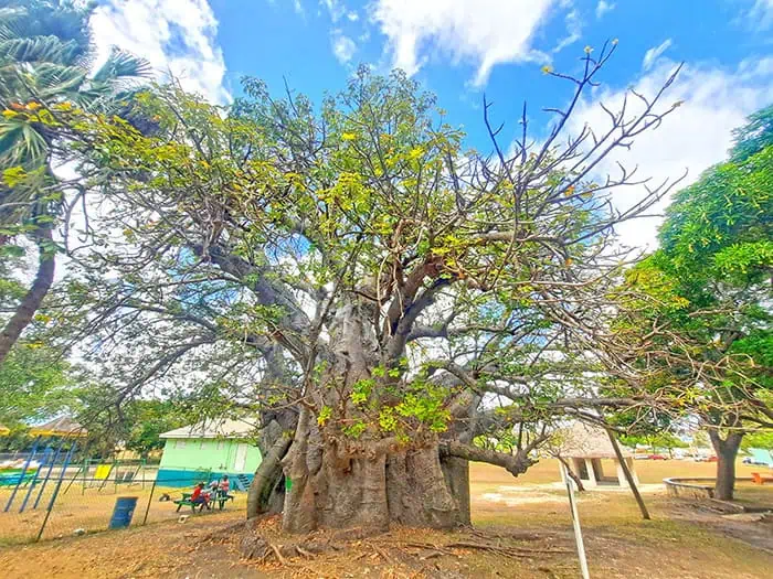 Bridgetown Baobab Tree Barbados 6