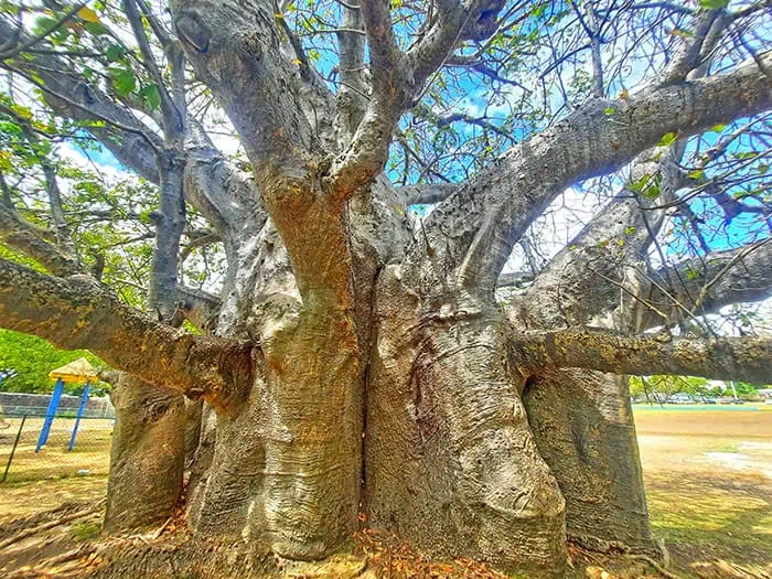 Bridgetown Baobab Tree Barbados 9