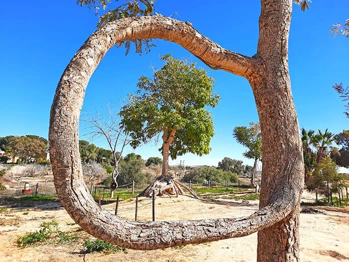 Pretzel Tree Revivim Israel 11