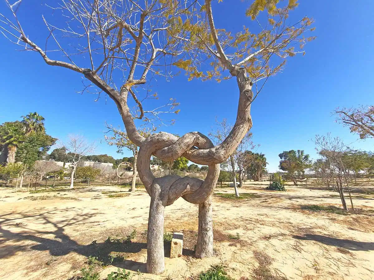 Pretzel Tree Revivim Israel 4