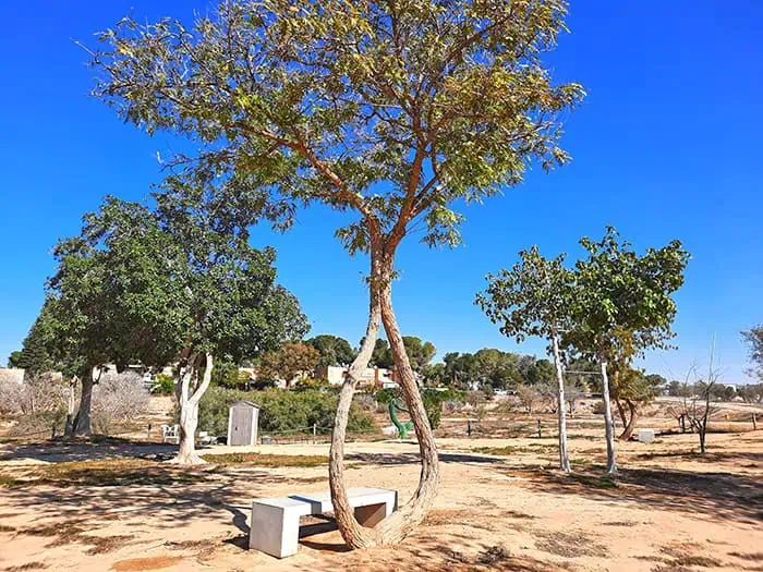 Pretzel Tree Revivim Israel 6