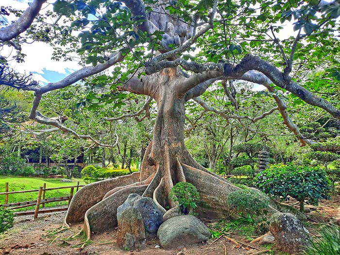 Japanese Garden Jardin Japones Santo Domingo Dominican Republic 13