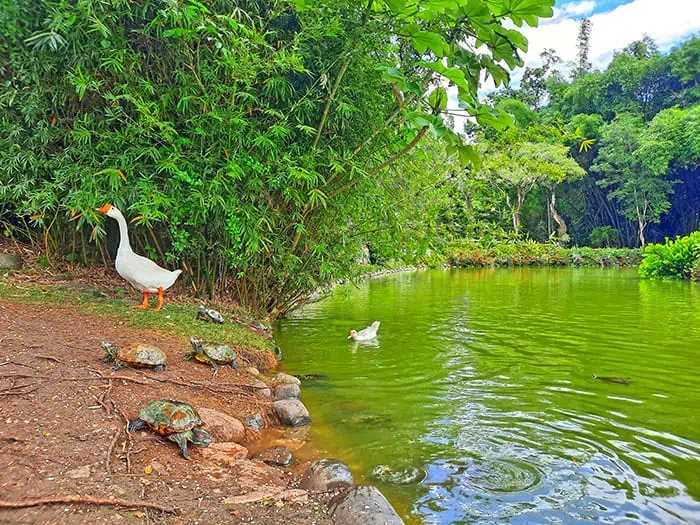 Japanese Garden Jardin Japones Santo Domingo Dominican Republic 6