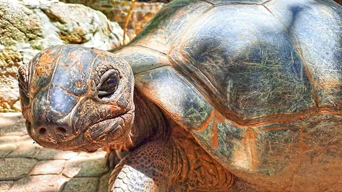 moyenne island seychelles tortoise closeup