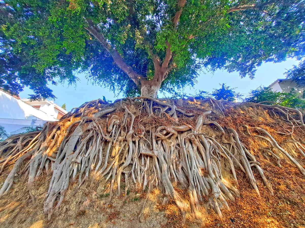 Root Tree Harris Place Rhodes Greece 3